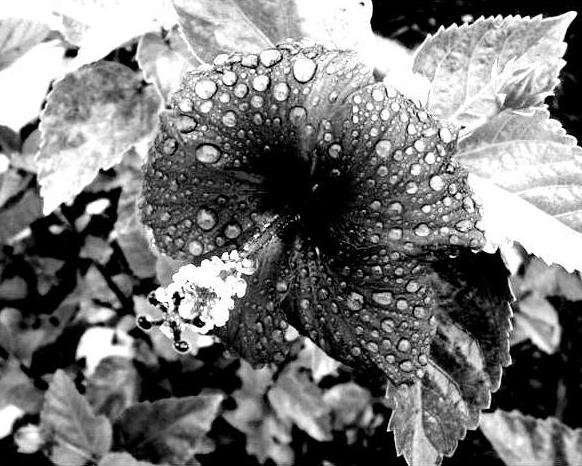 Photography - Black & White #6